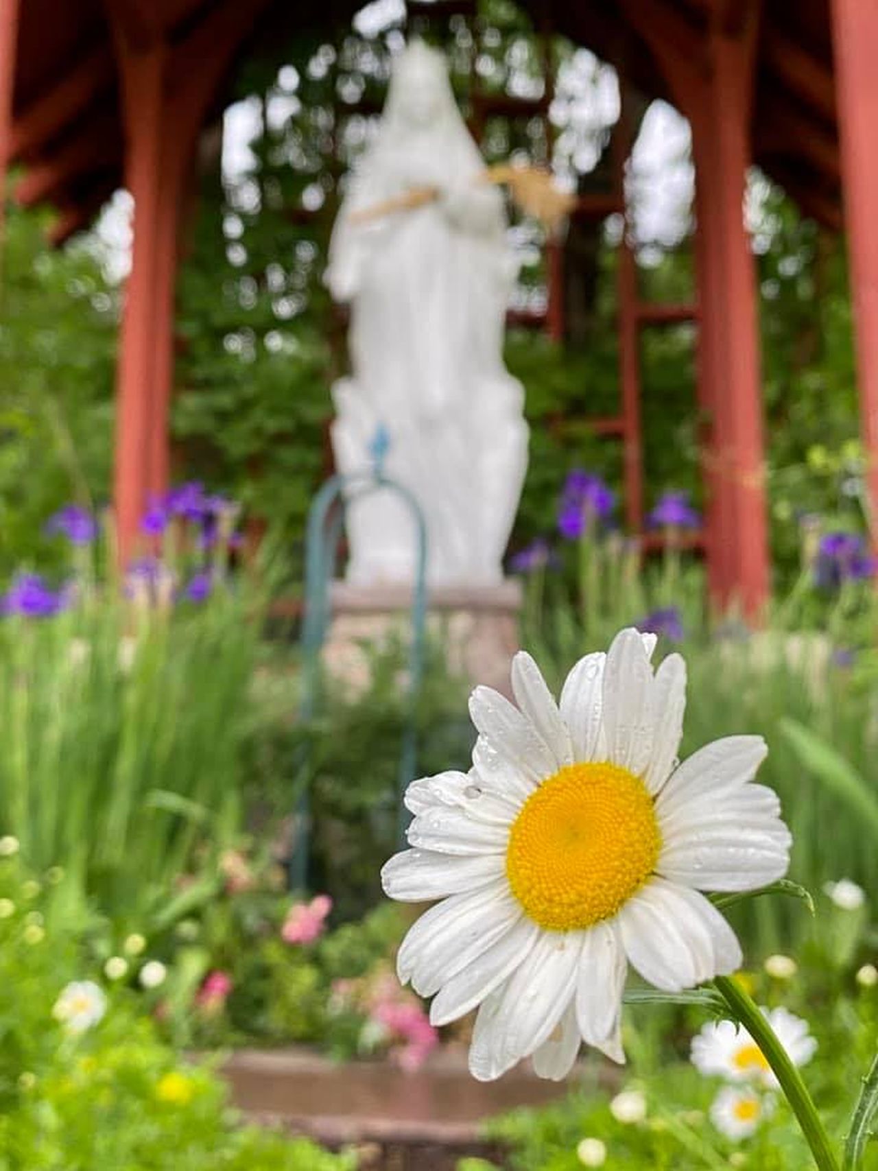 2020 0626 RSalonen CarmelDaisy