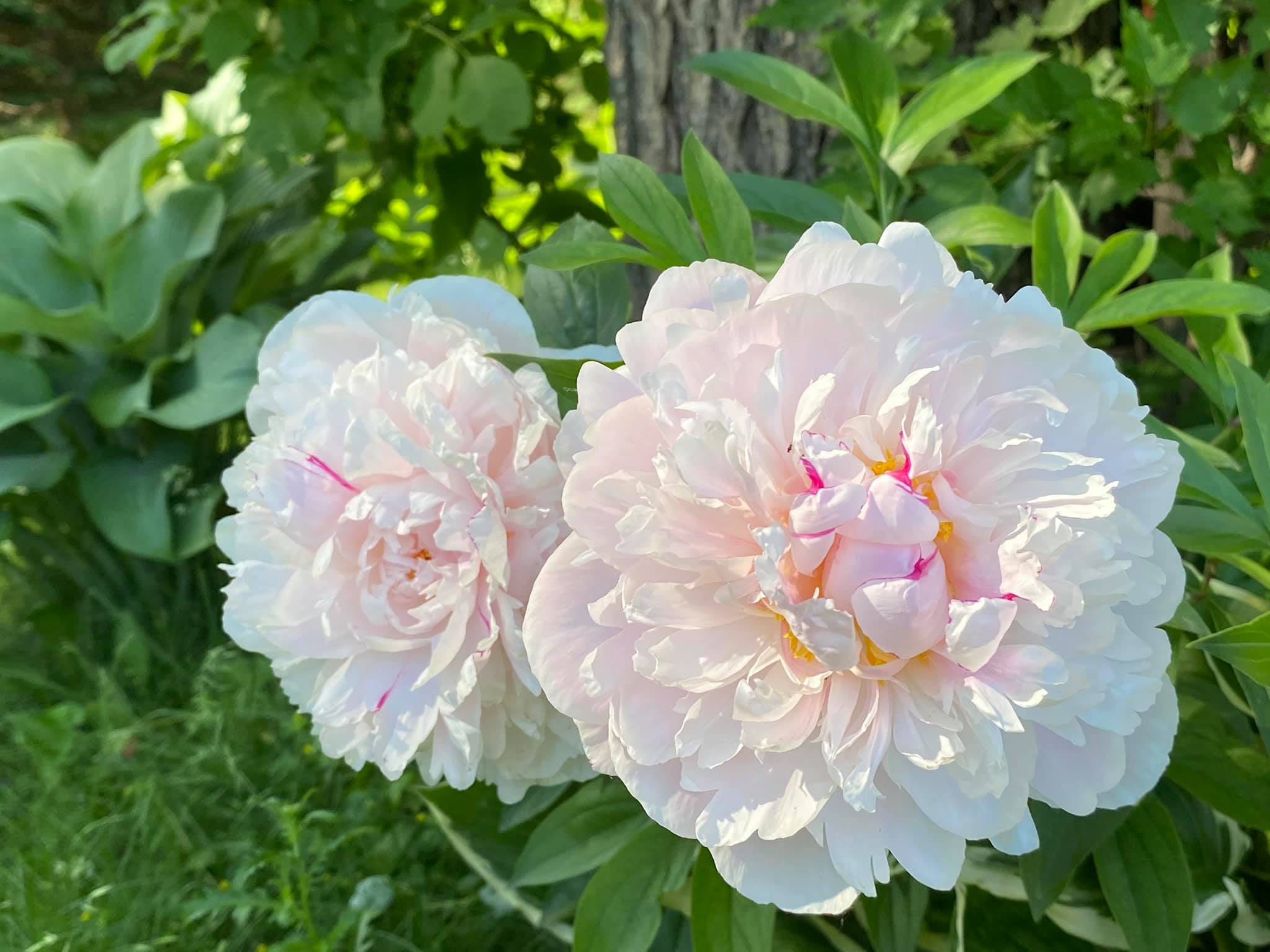 2020 0626 RSalonen CarmelPeonies