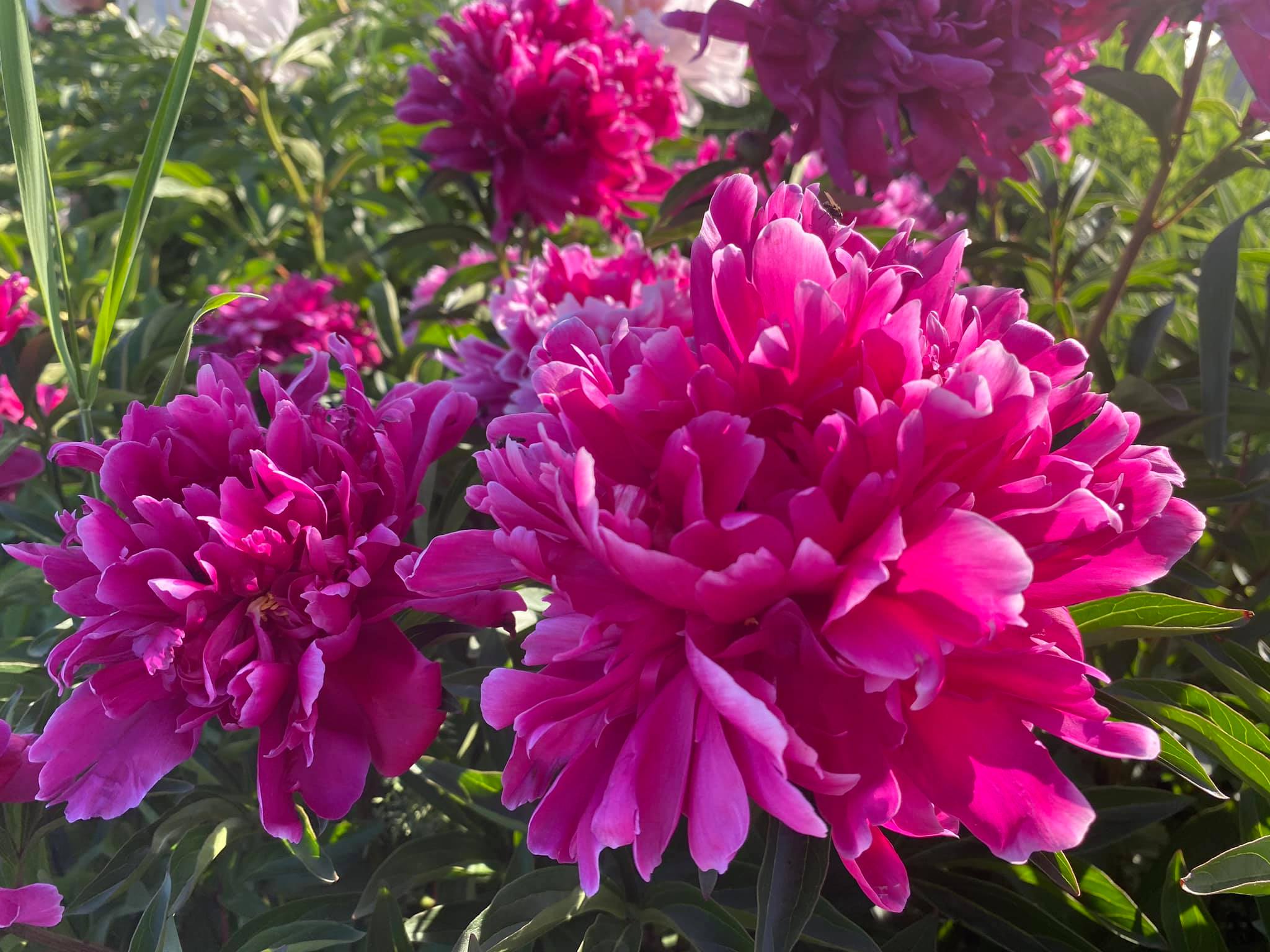 2020 0724 RSalonen CarmelFlower6