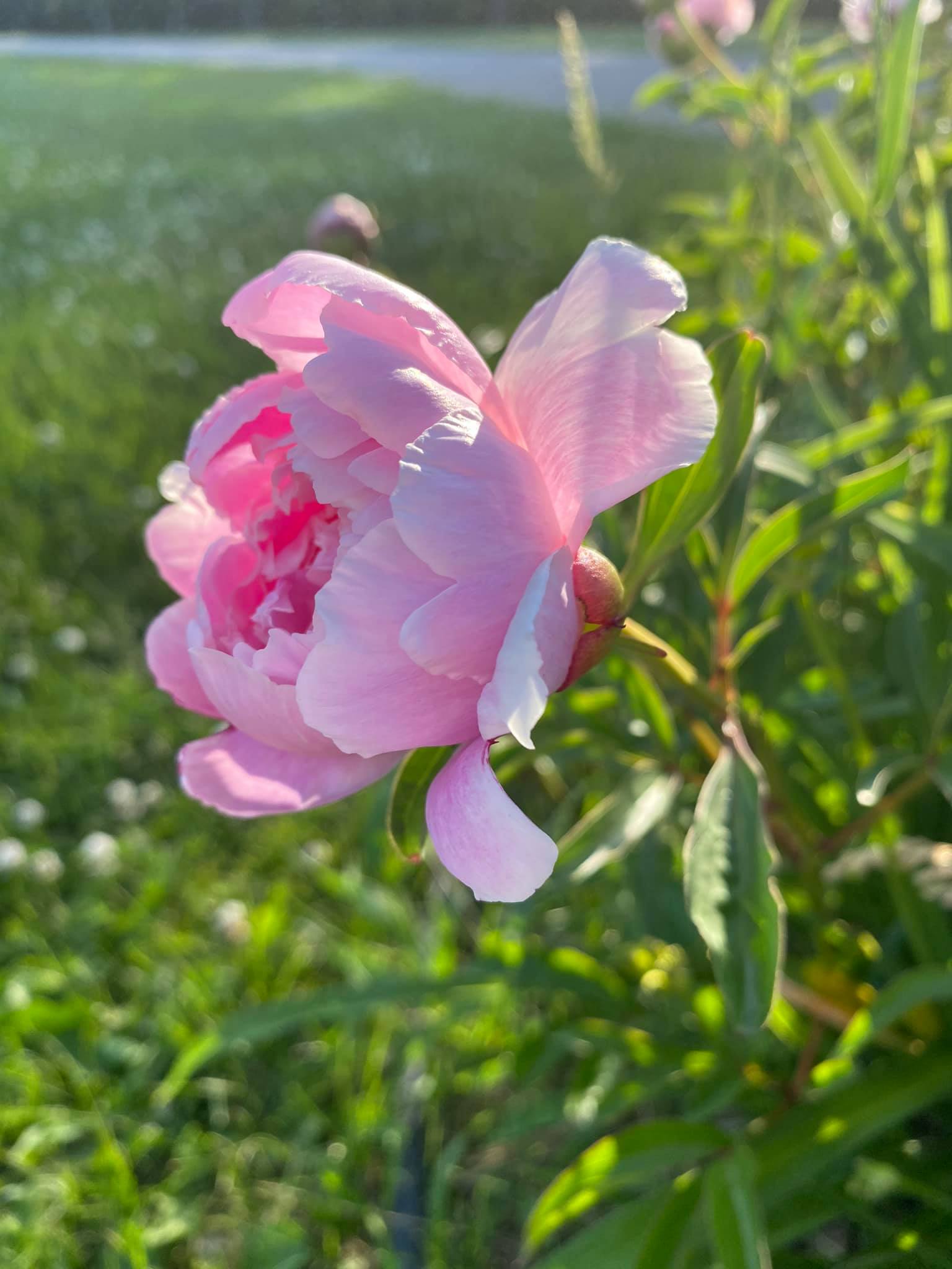 2020 0724 RSalonen CarmelFlower7