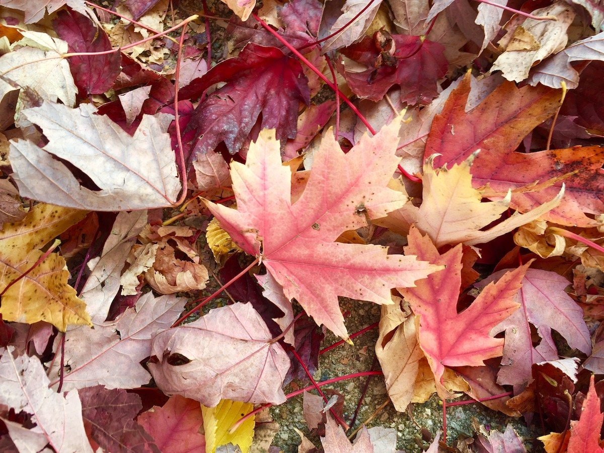 2020 1022 PSpano Avondale Leaves