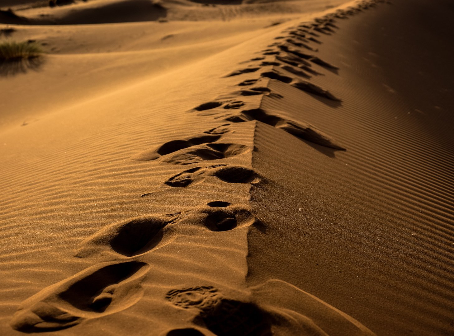 Footprints in desert sand