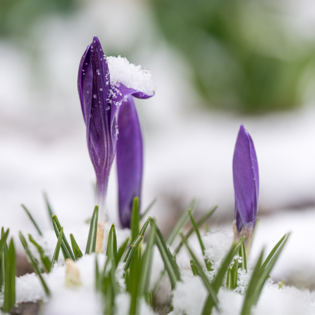 purple crocus buds in snowy garden