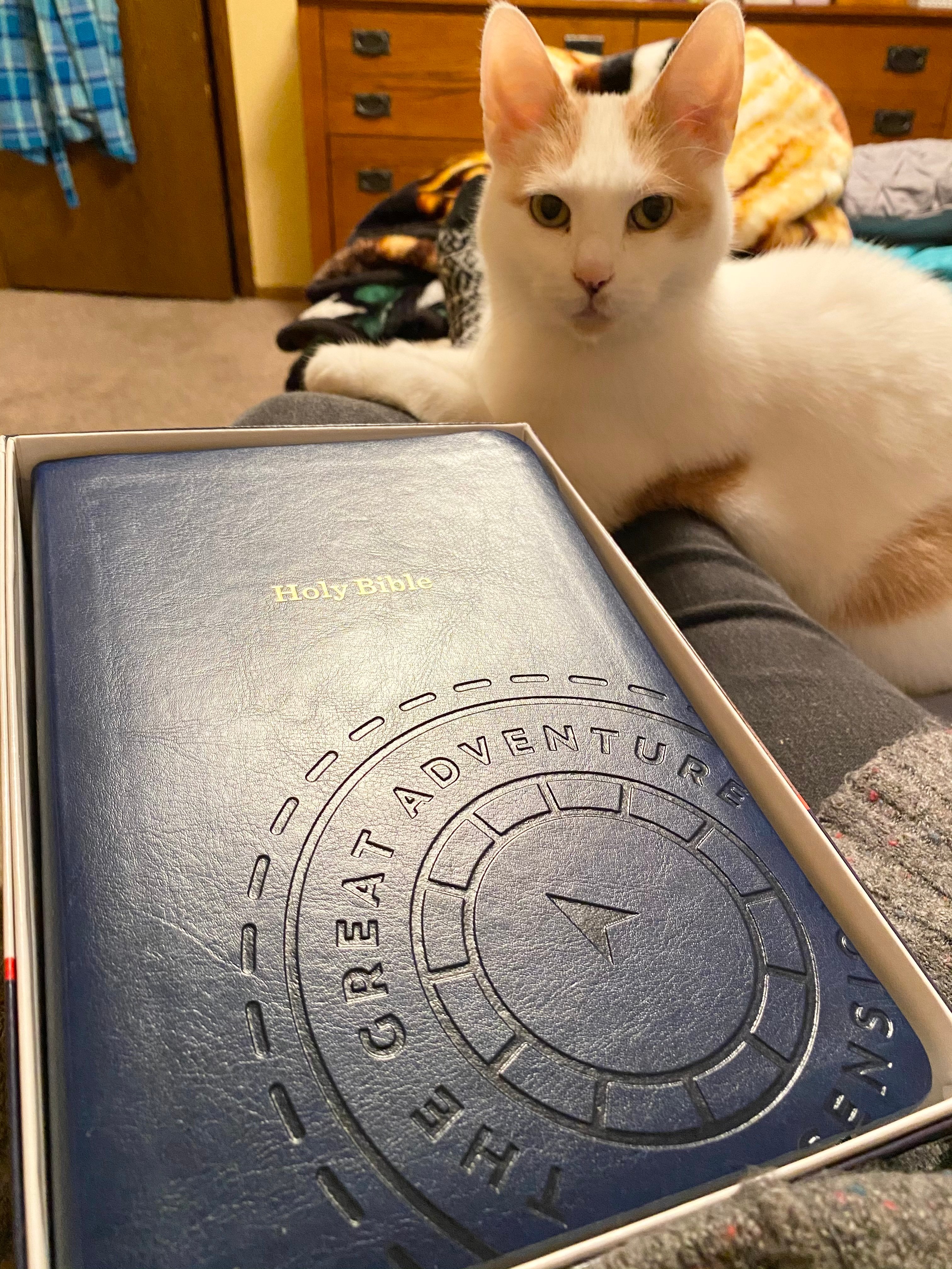 Great Adventure Bible in box, white cat looking