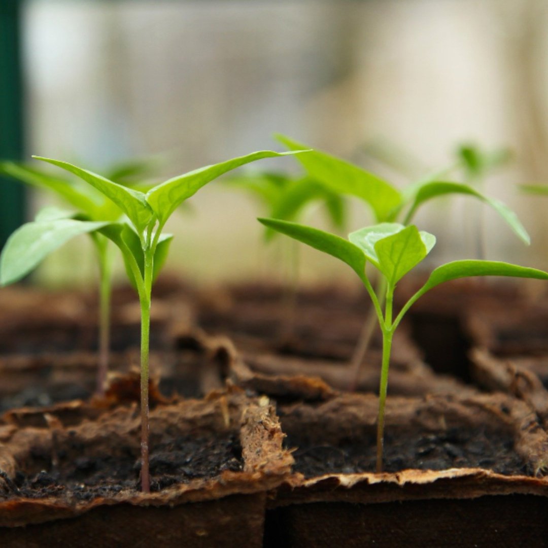 seedlings growing in rows of peat pots