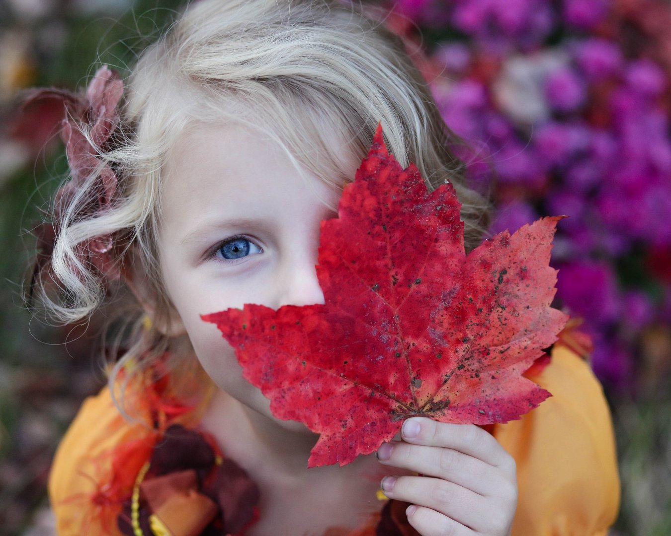 girl with blue eyes peeking out from behind large red maple leaf