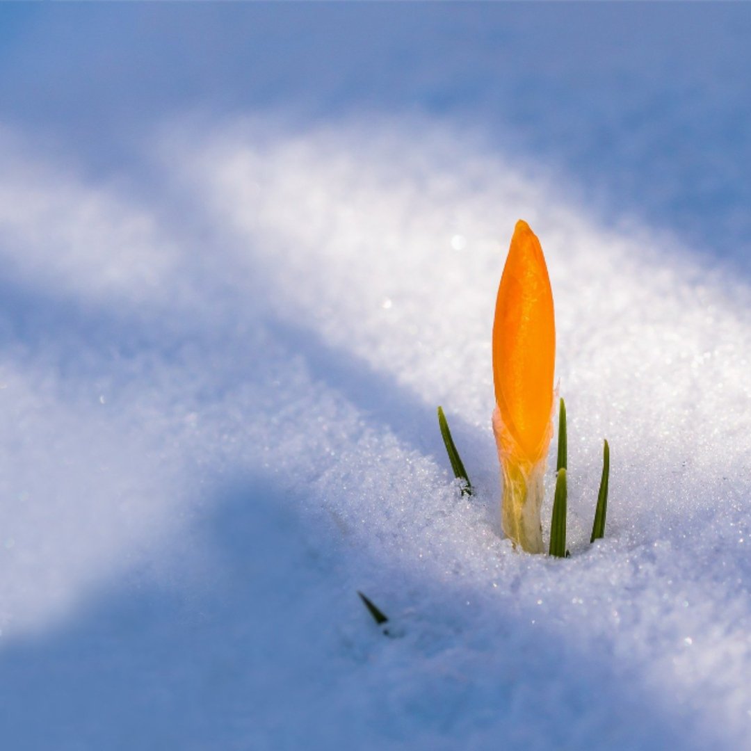 Yellow crocus bud poking of of fresh snow