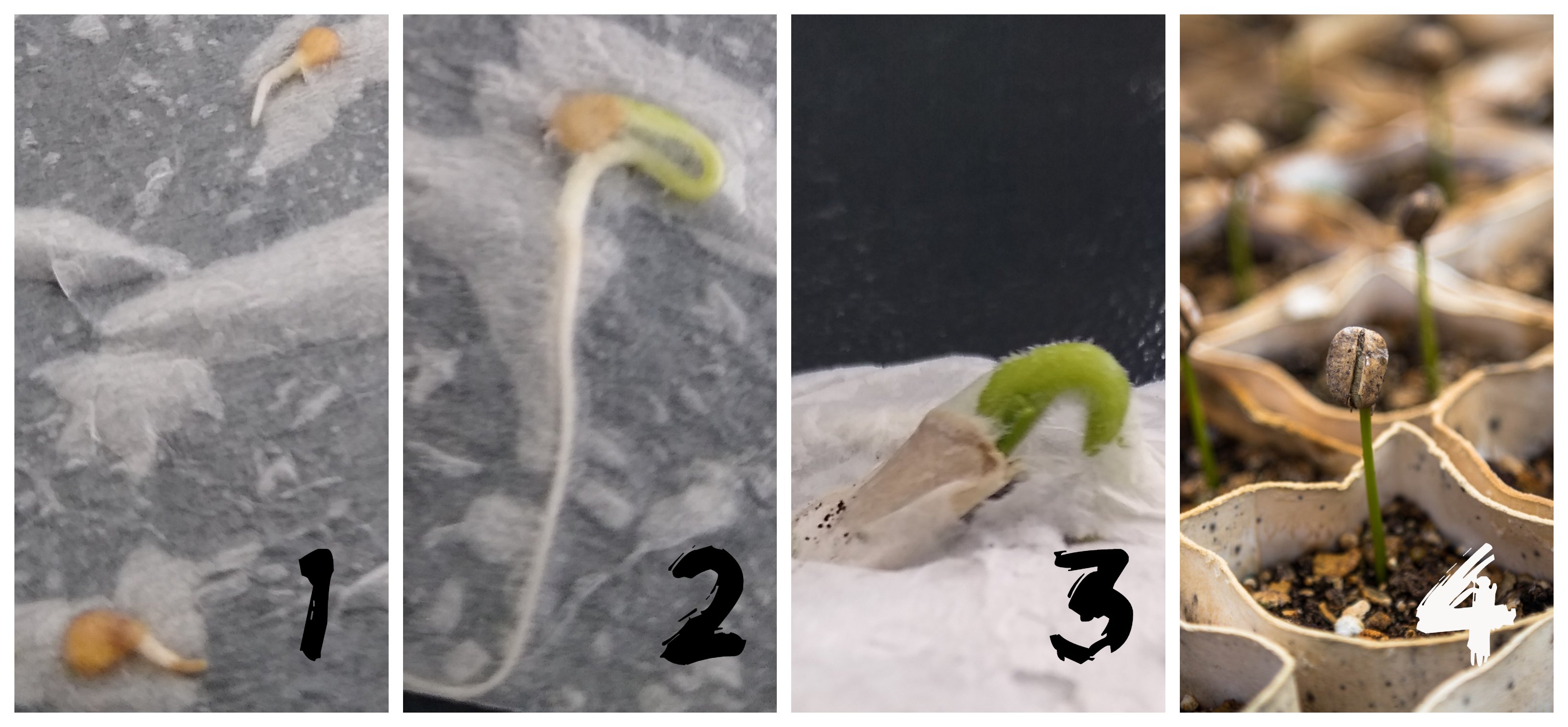 20210406 JKorvemaker stages of growth of seedlings