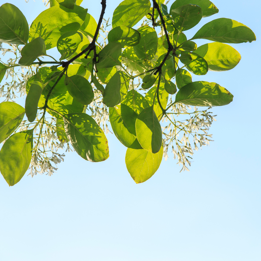 fringe tree