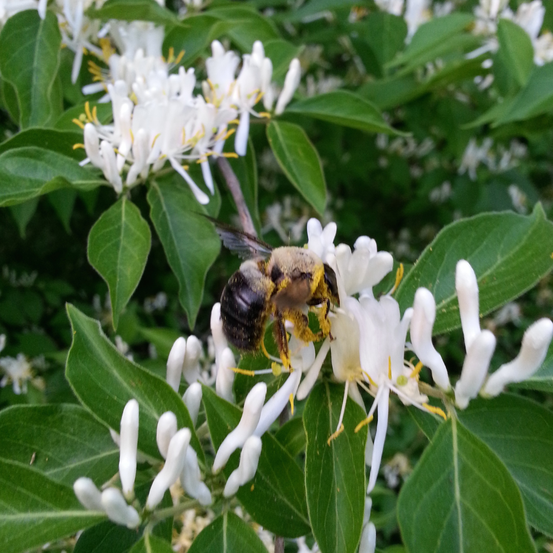 bee in honeysuckle