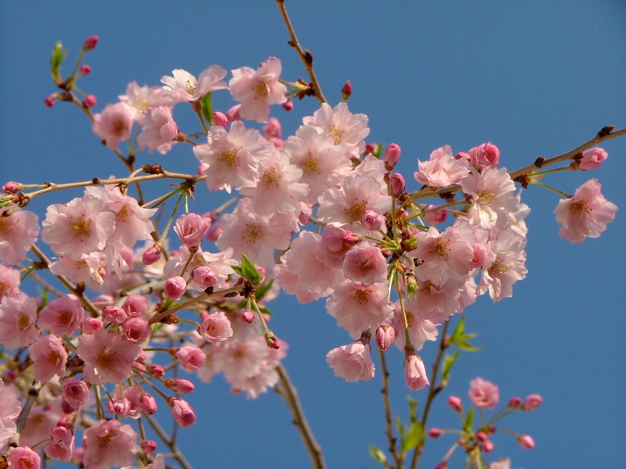 pink flower blossoms