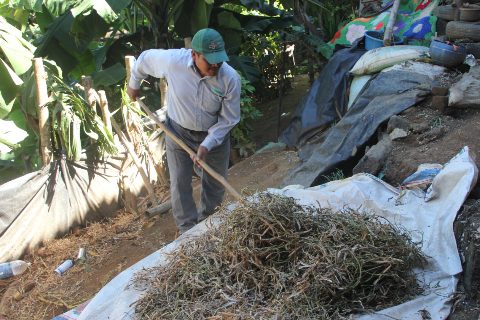 Jose pounds dried bean pods with a stick to release the beans for harvesting.