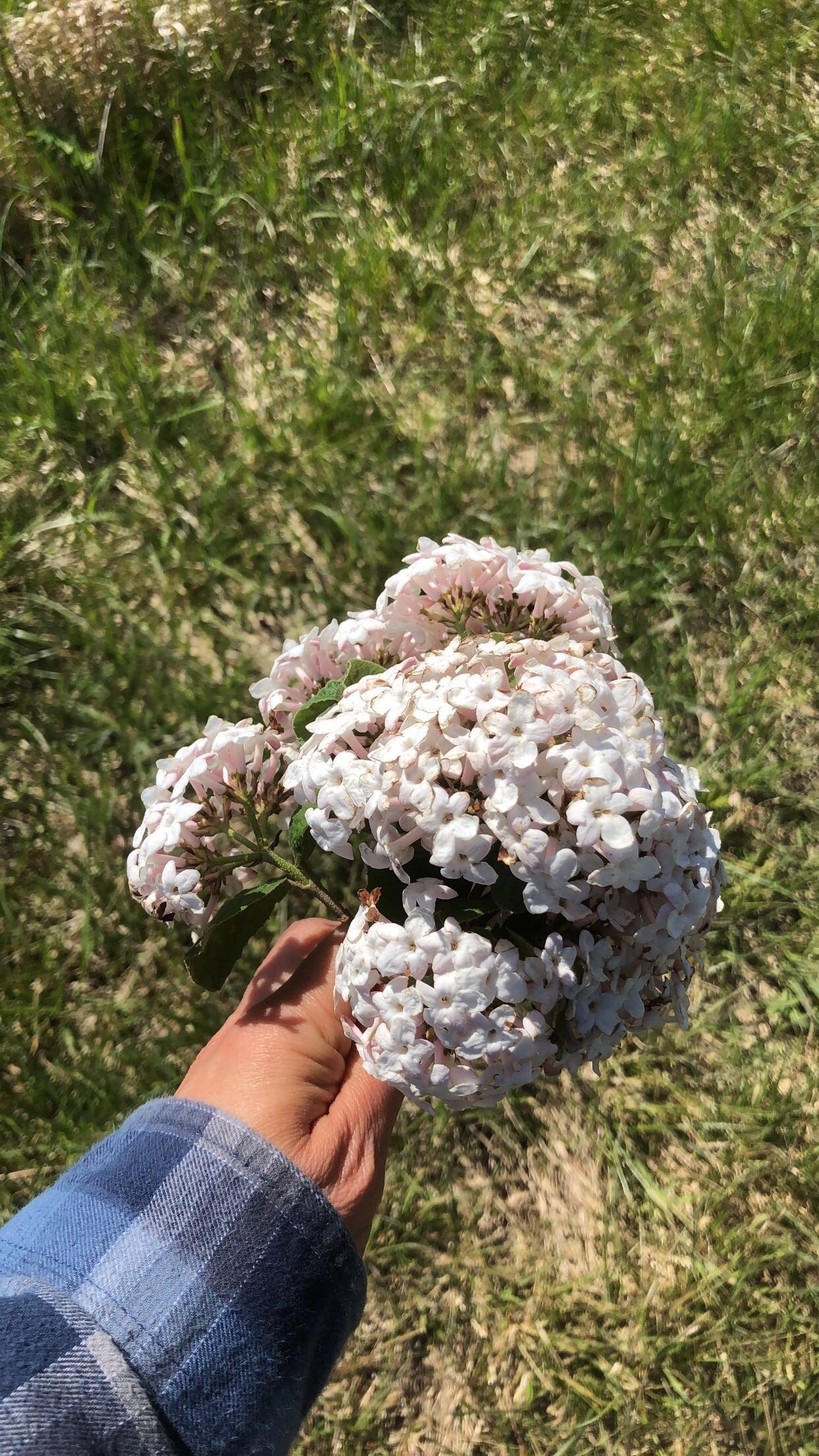 bunch of white lilacs