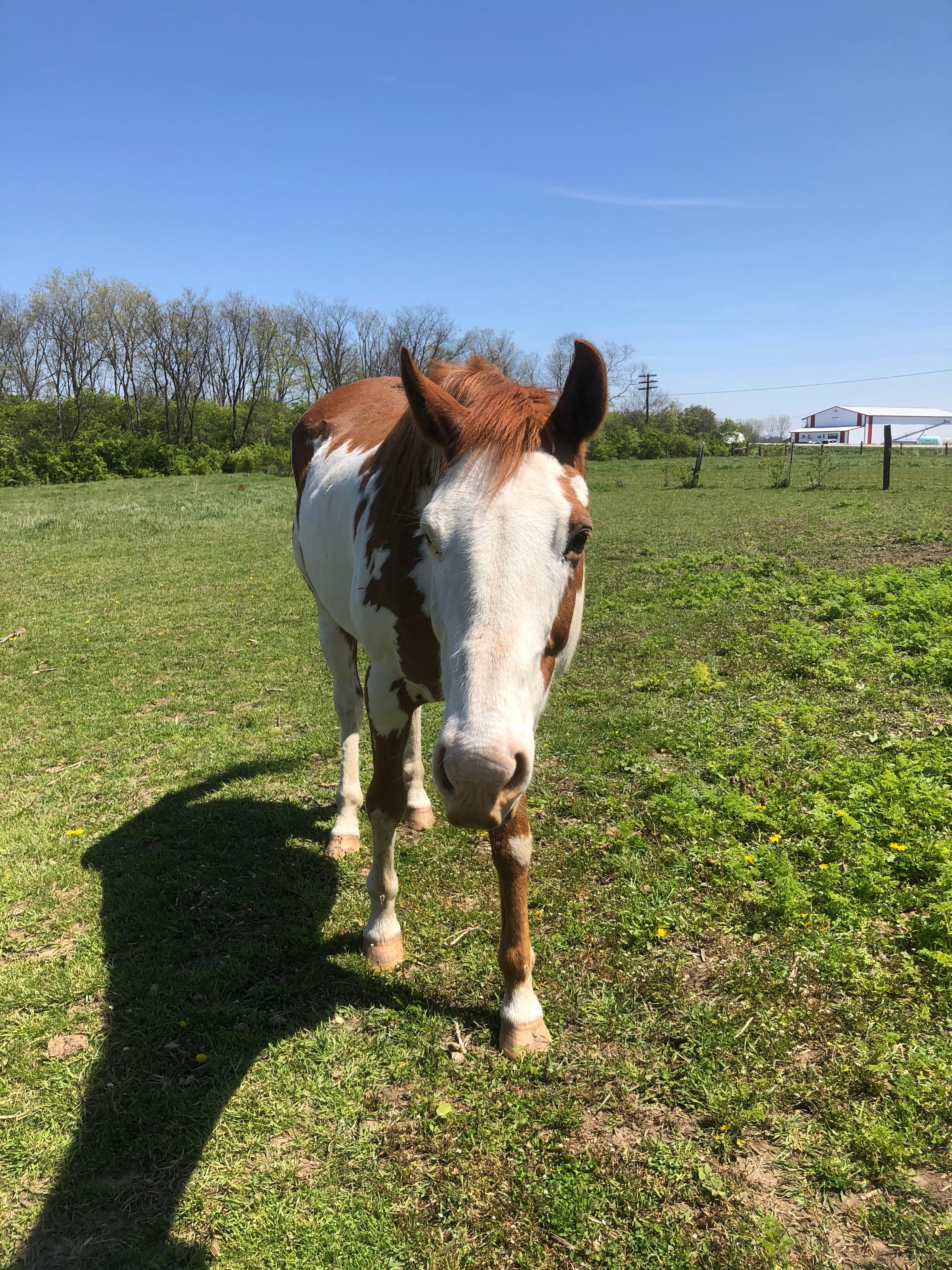 brown and white horse in a field