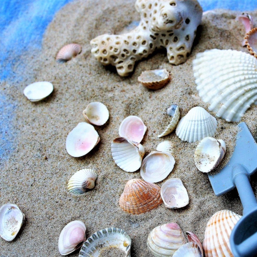 seashells, sand, and shovel