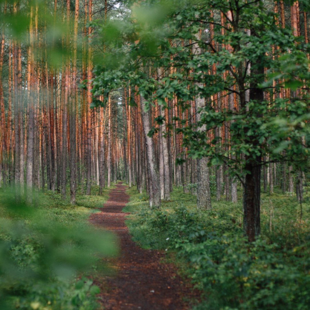 path through forest
