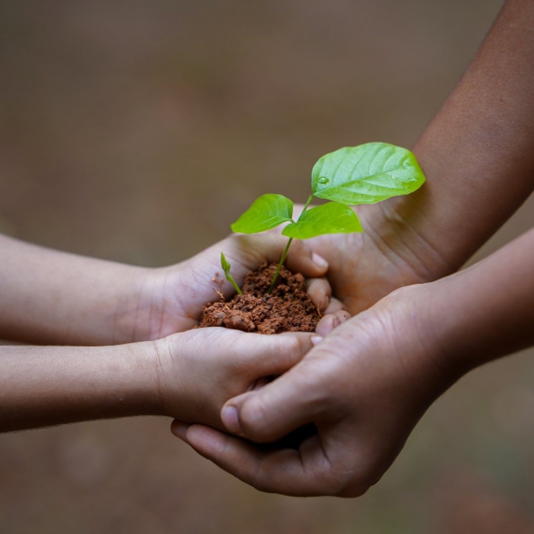 small child handing uprooted plant to adult