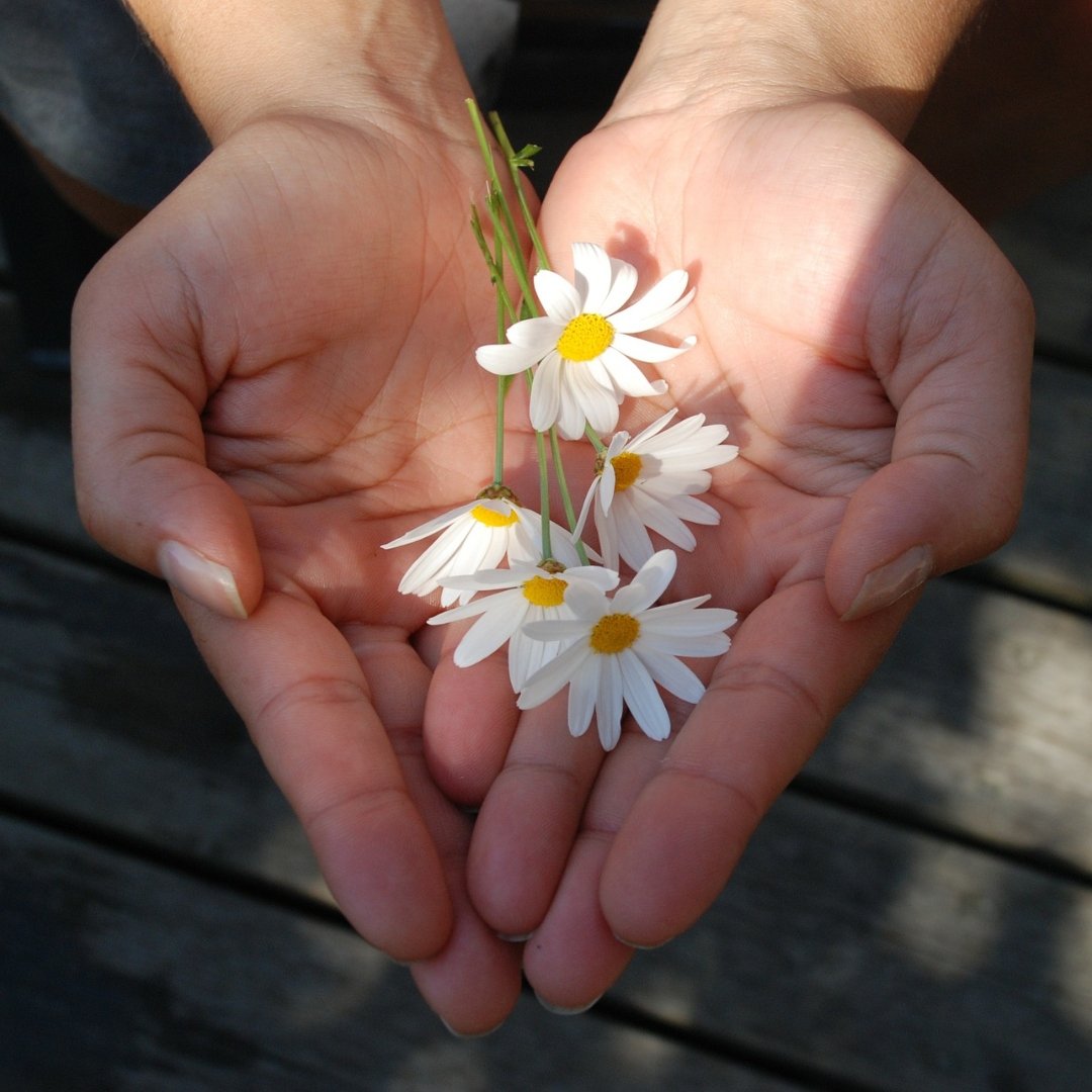 two hands holding small daisies