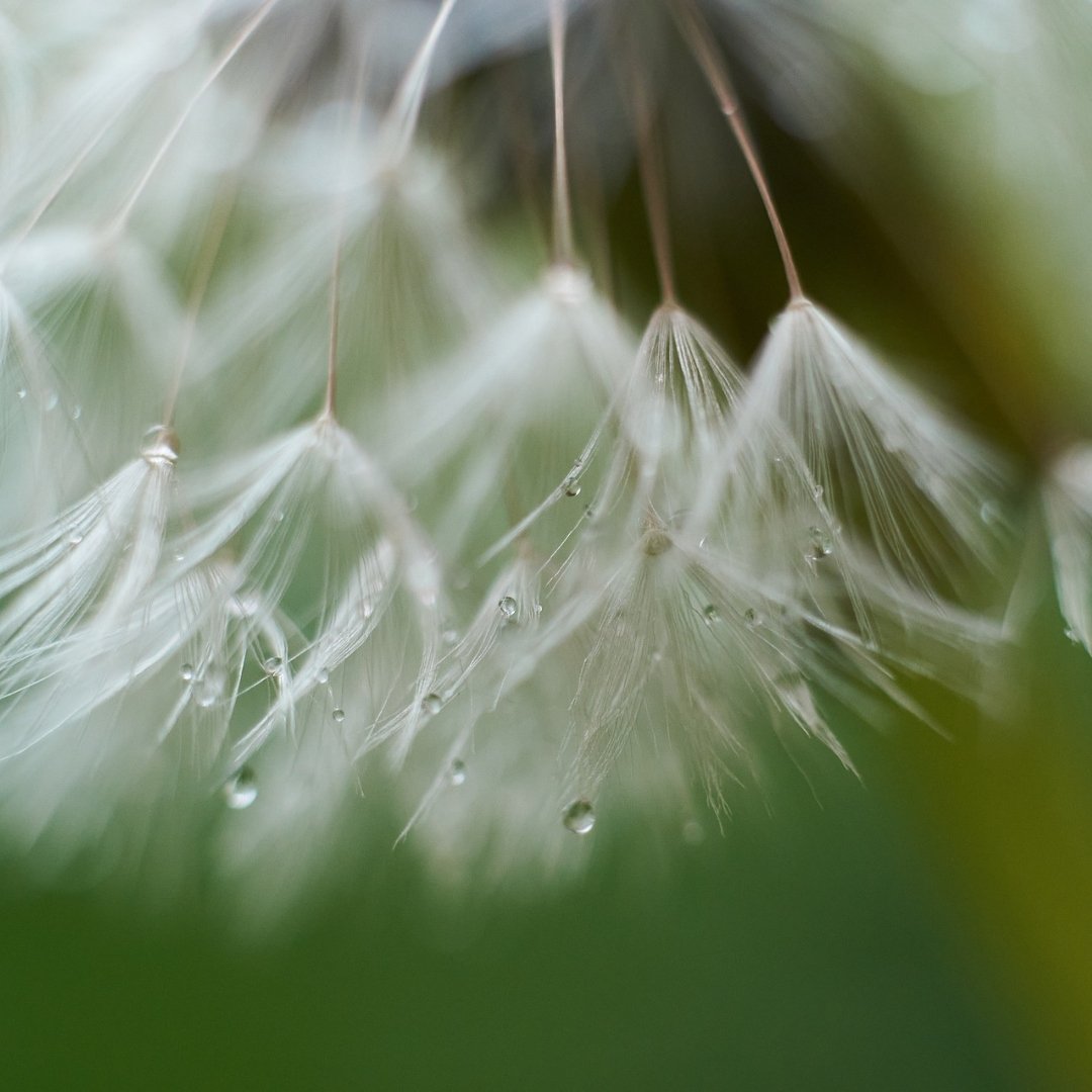 dandelion in the rain