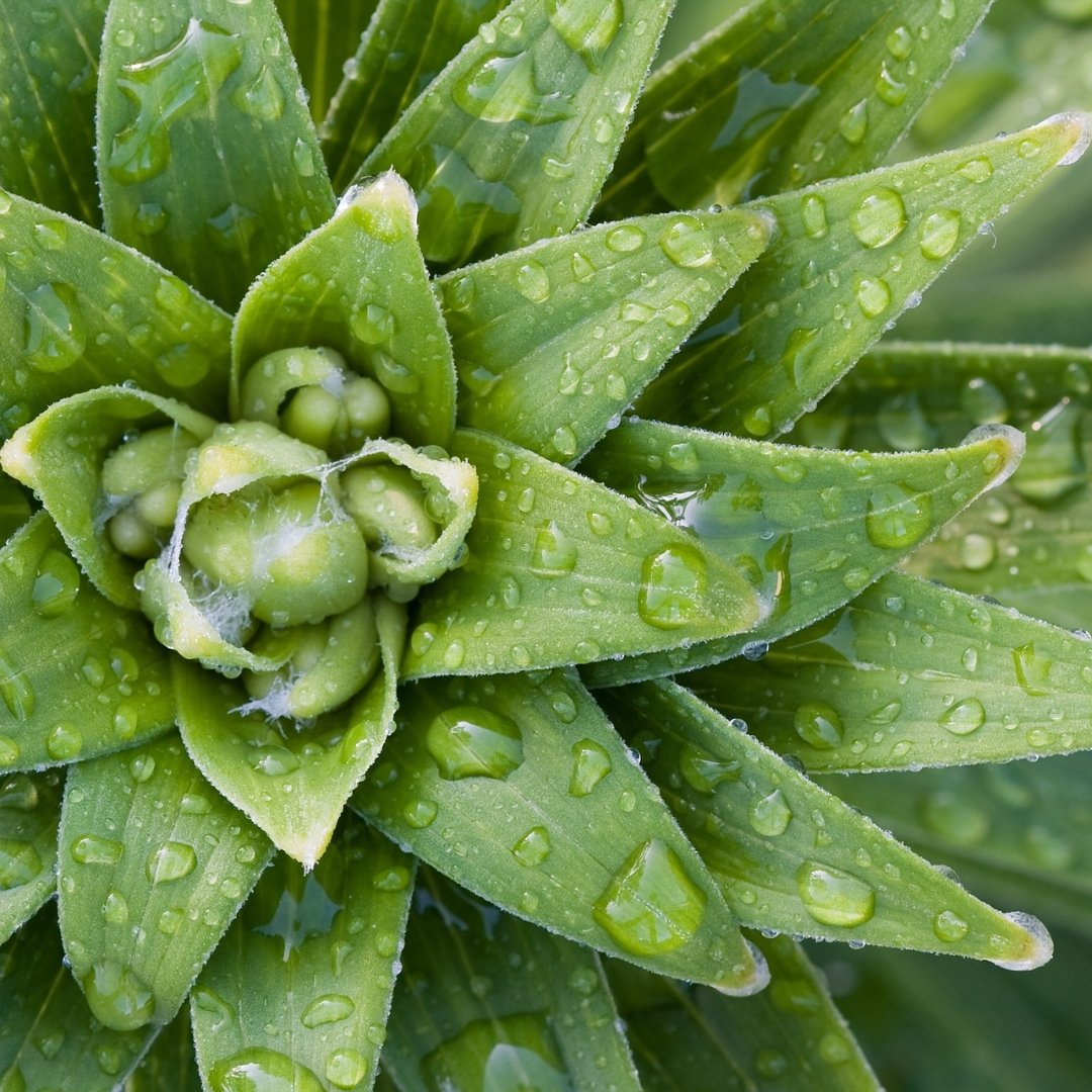 succulent plant in the rain