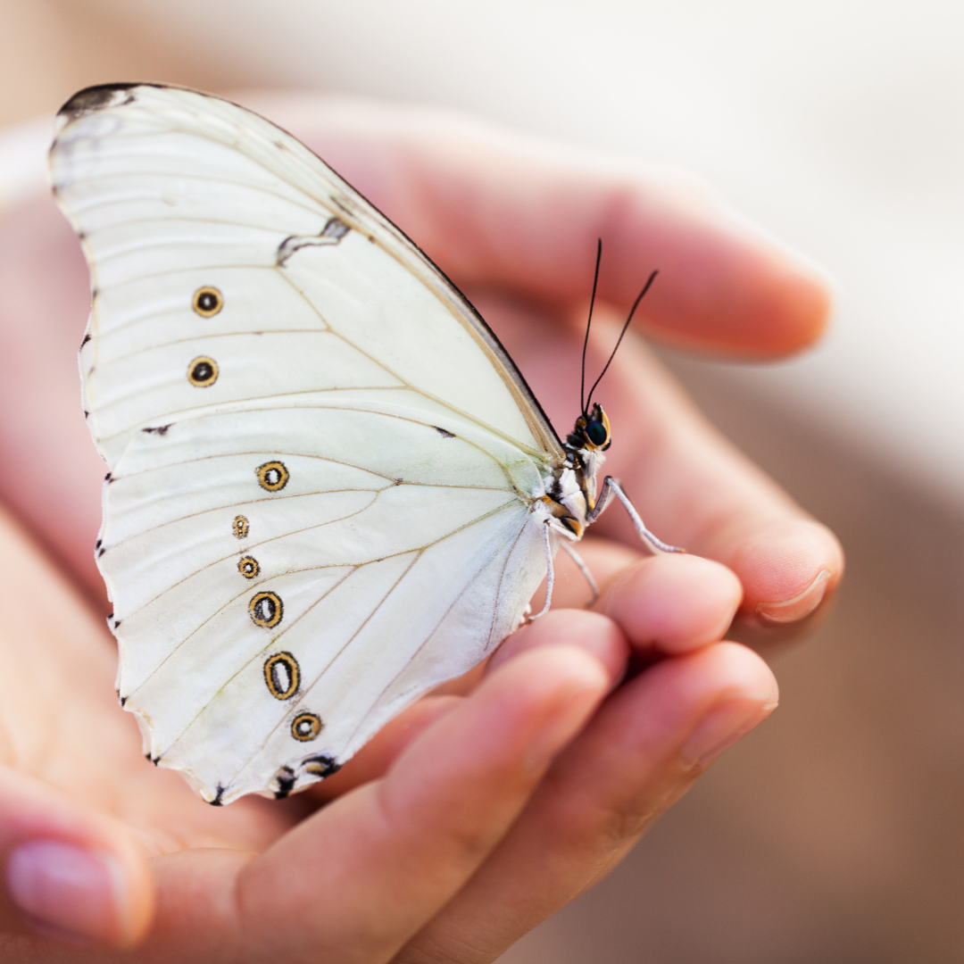 white butterfly in open hand