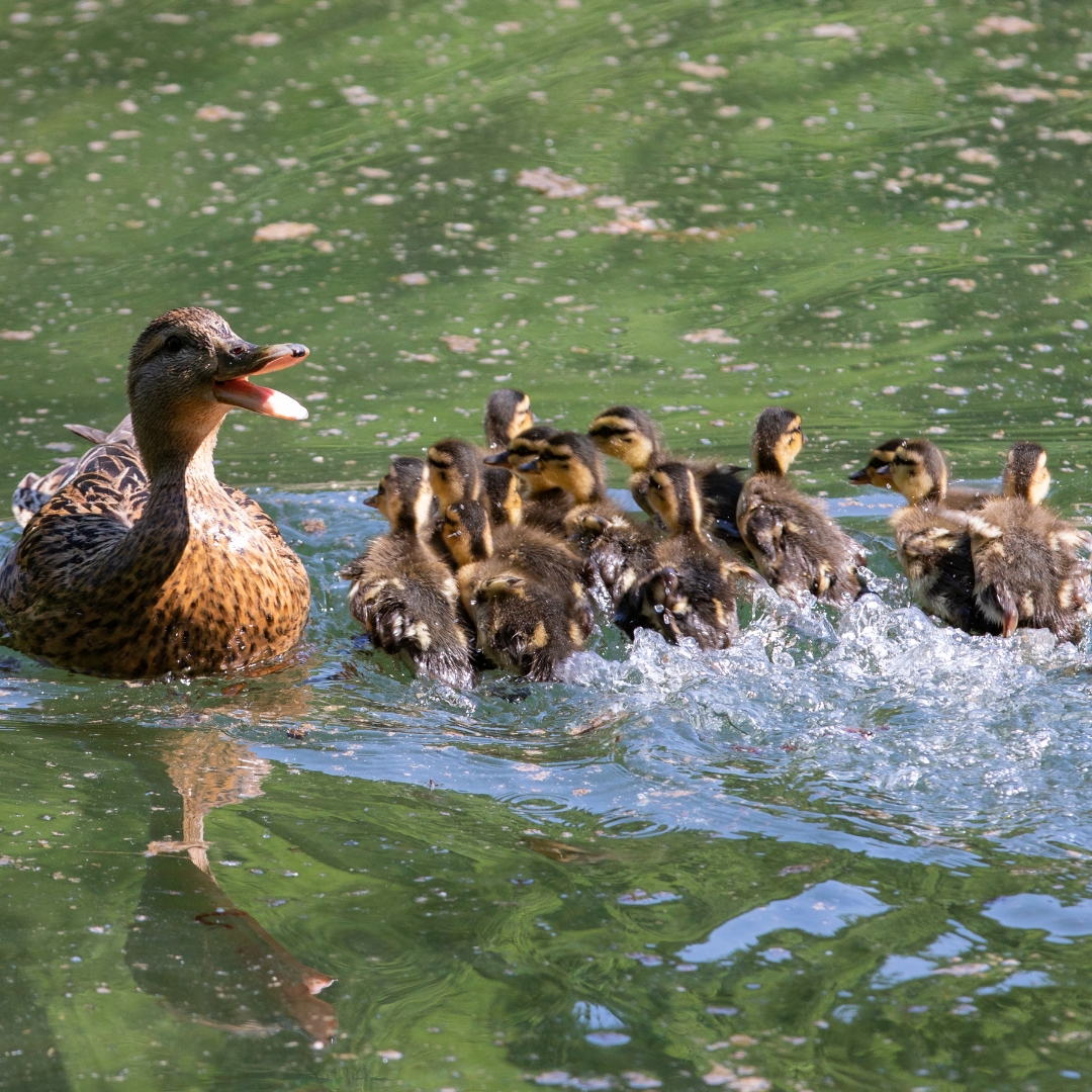 mother duck with many babies