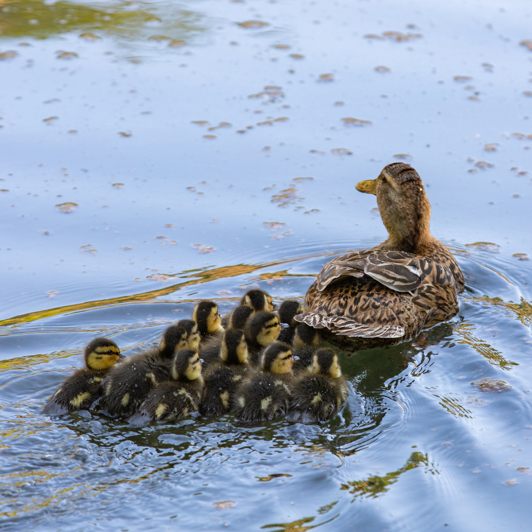 mother duck with many babies