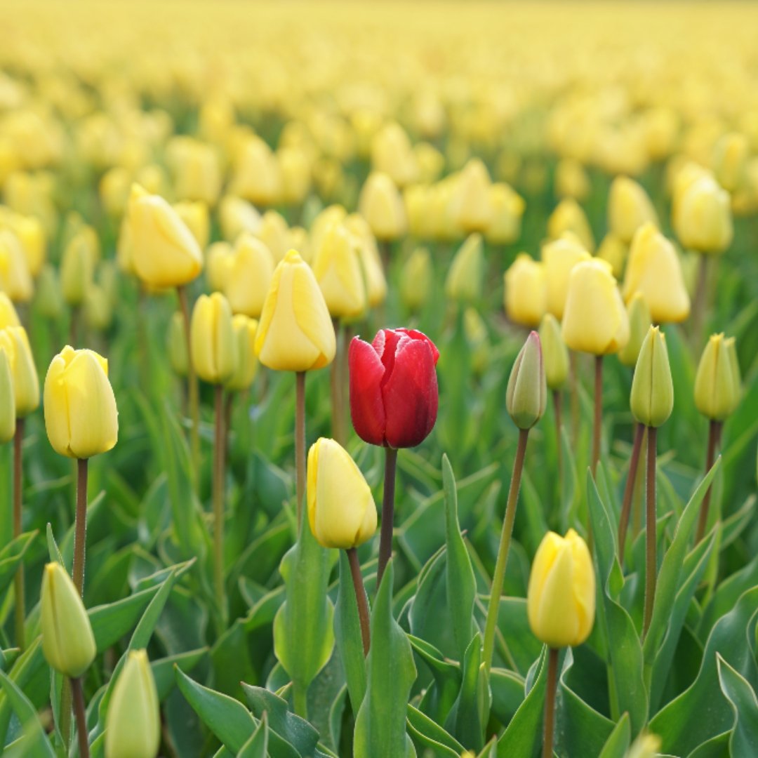 one red tulip in the middle of a field of yellow tulips