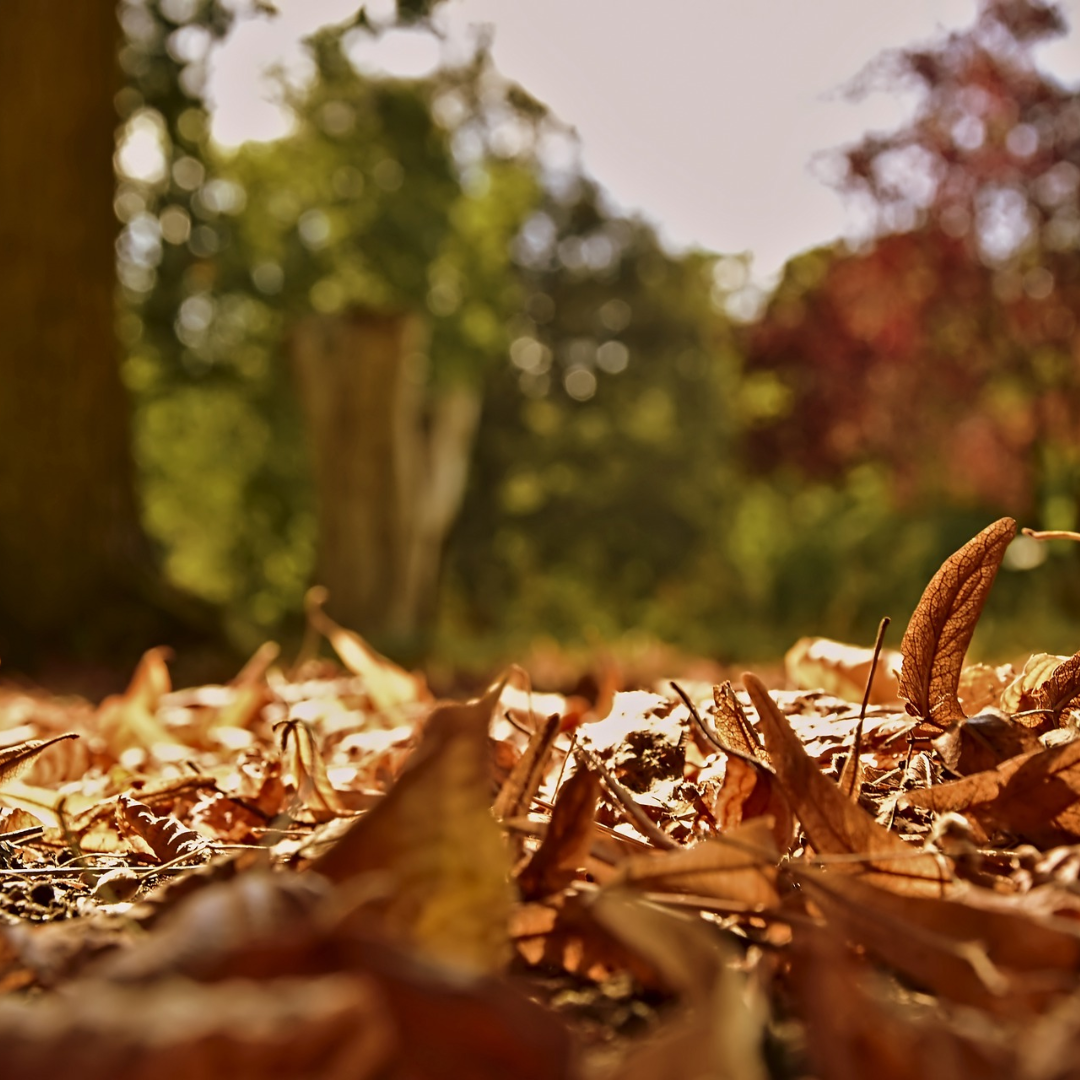 autumn leaves on the ground