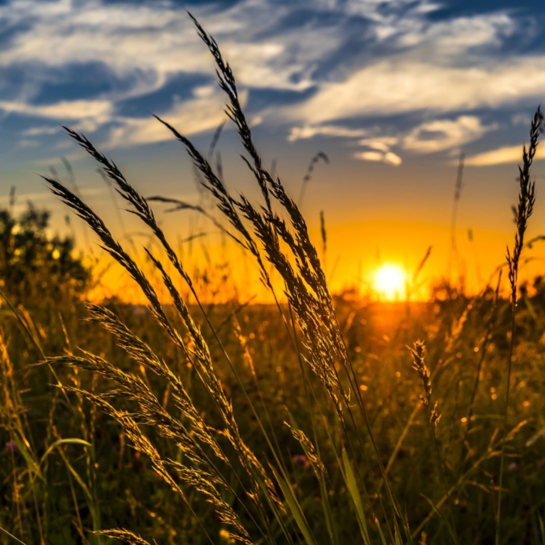 sunset in back of a wheat field