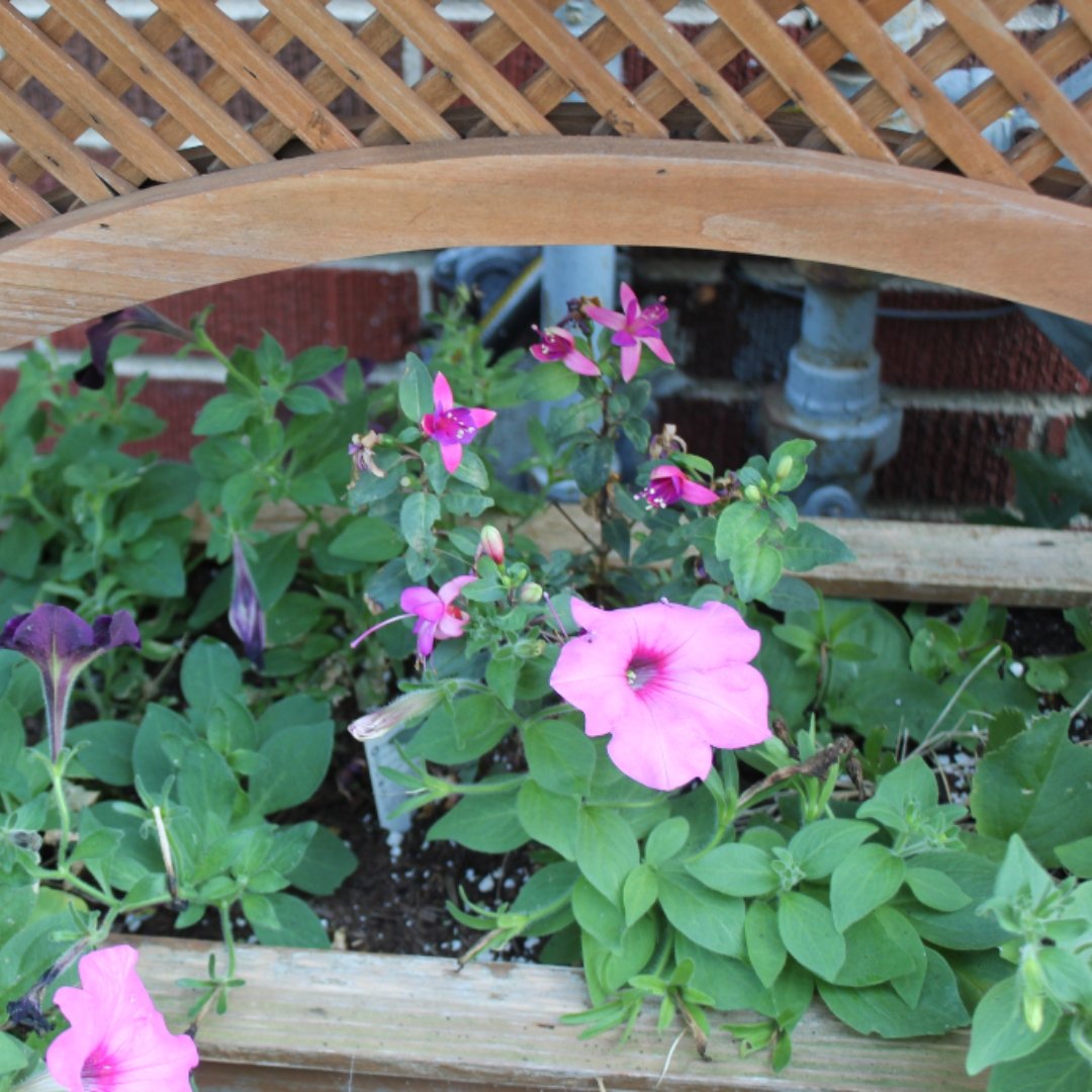 pink flowers in a flower box