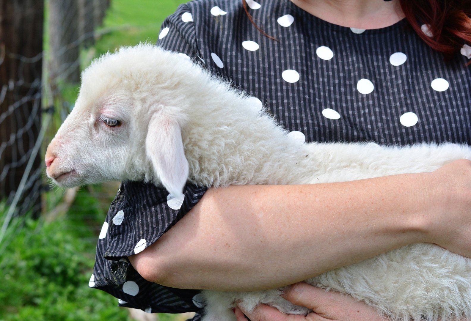 woman holding lamb