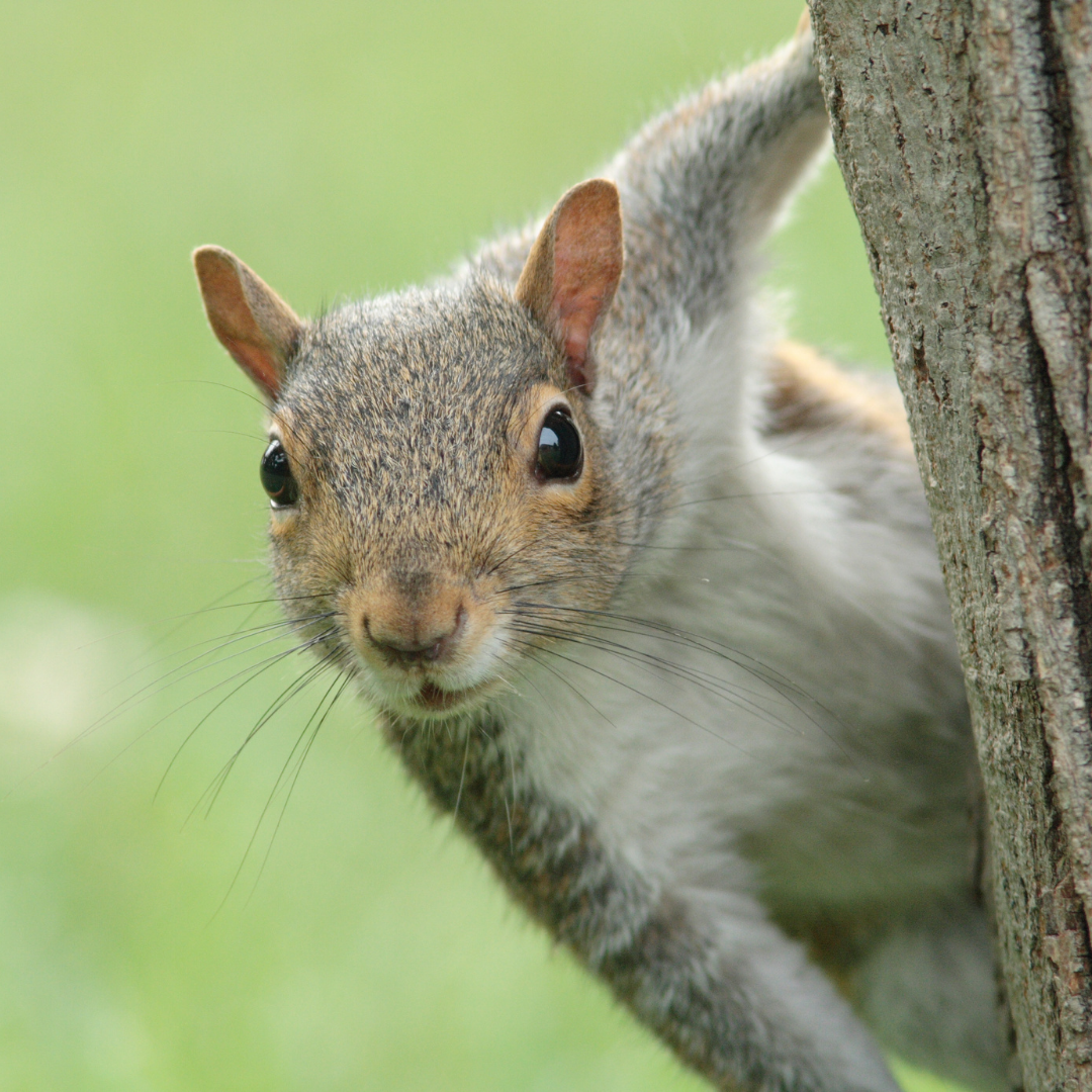 squirrel