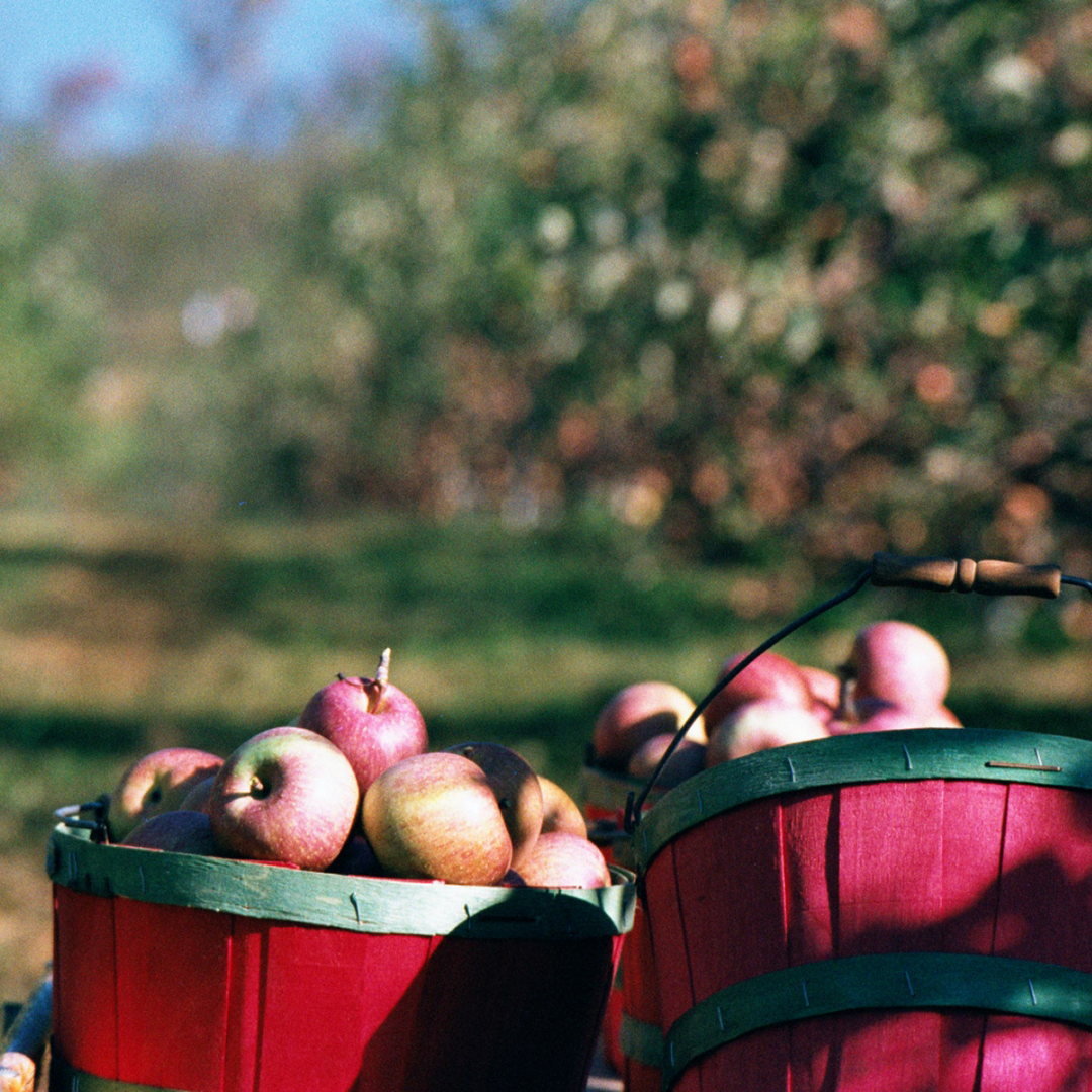 baskets of red apples in an orchard