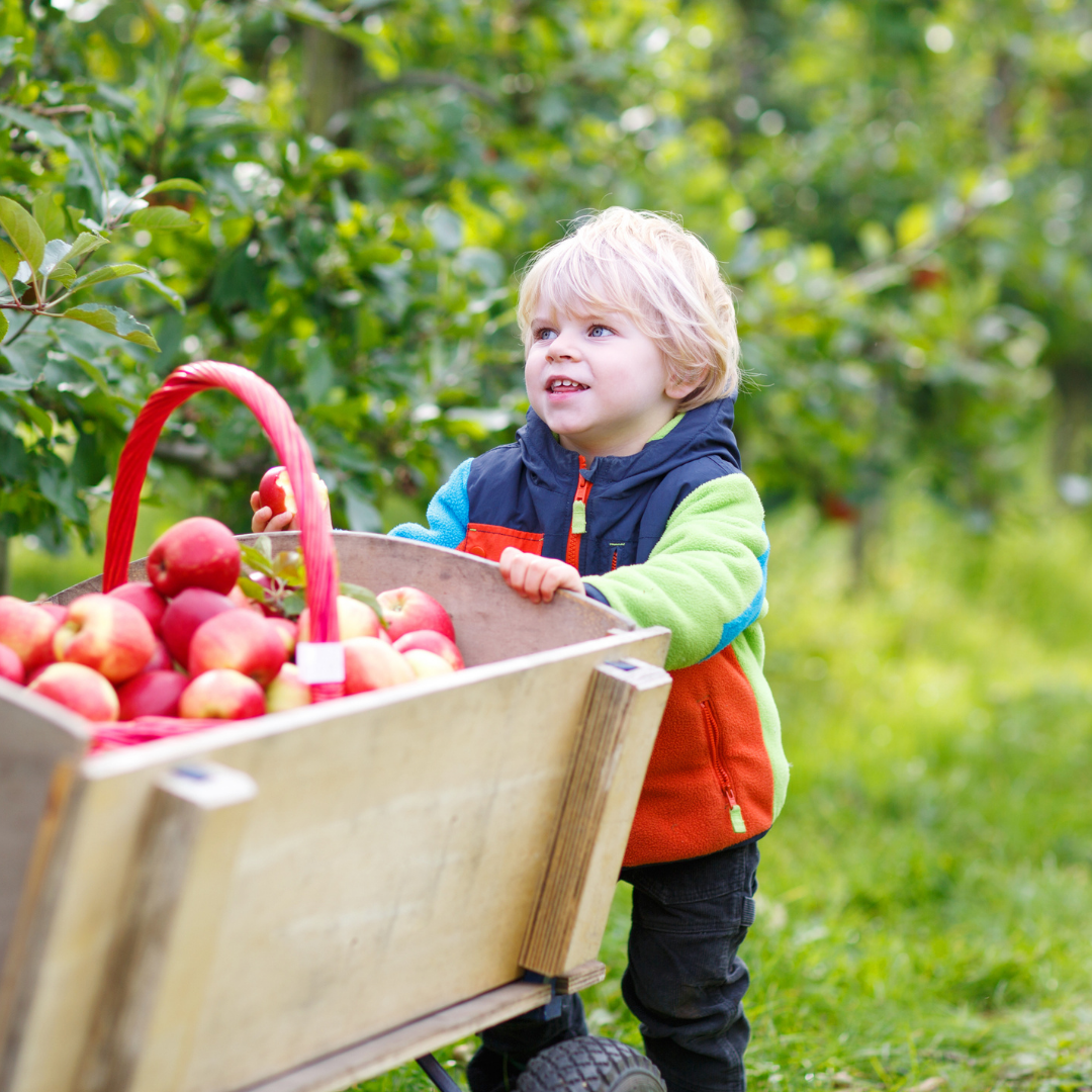 child pushing wagon of apples