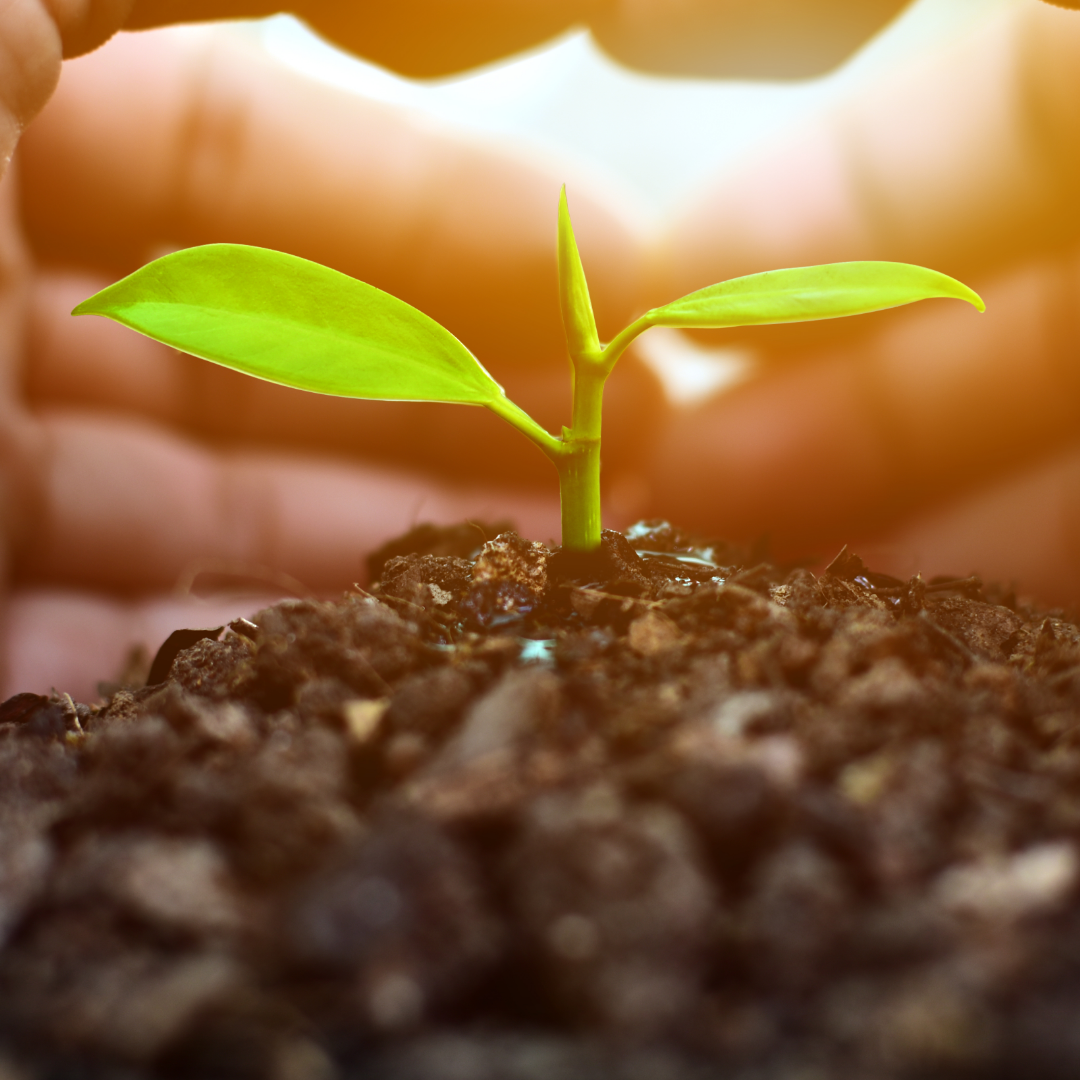 seedling sprouting from the ground