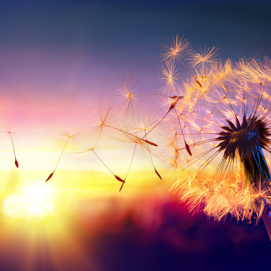 dandelion seeds