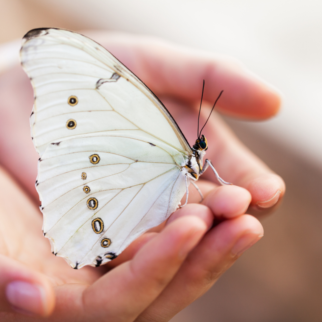 white butterfly