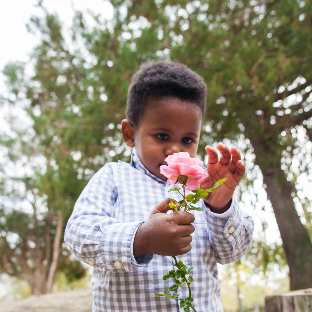 little boy holding a pink rose