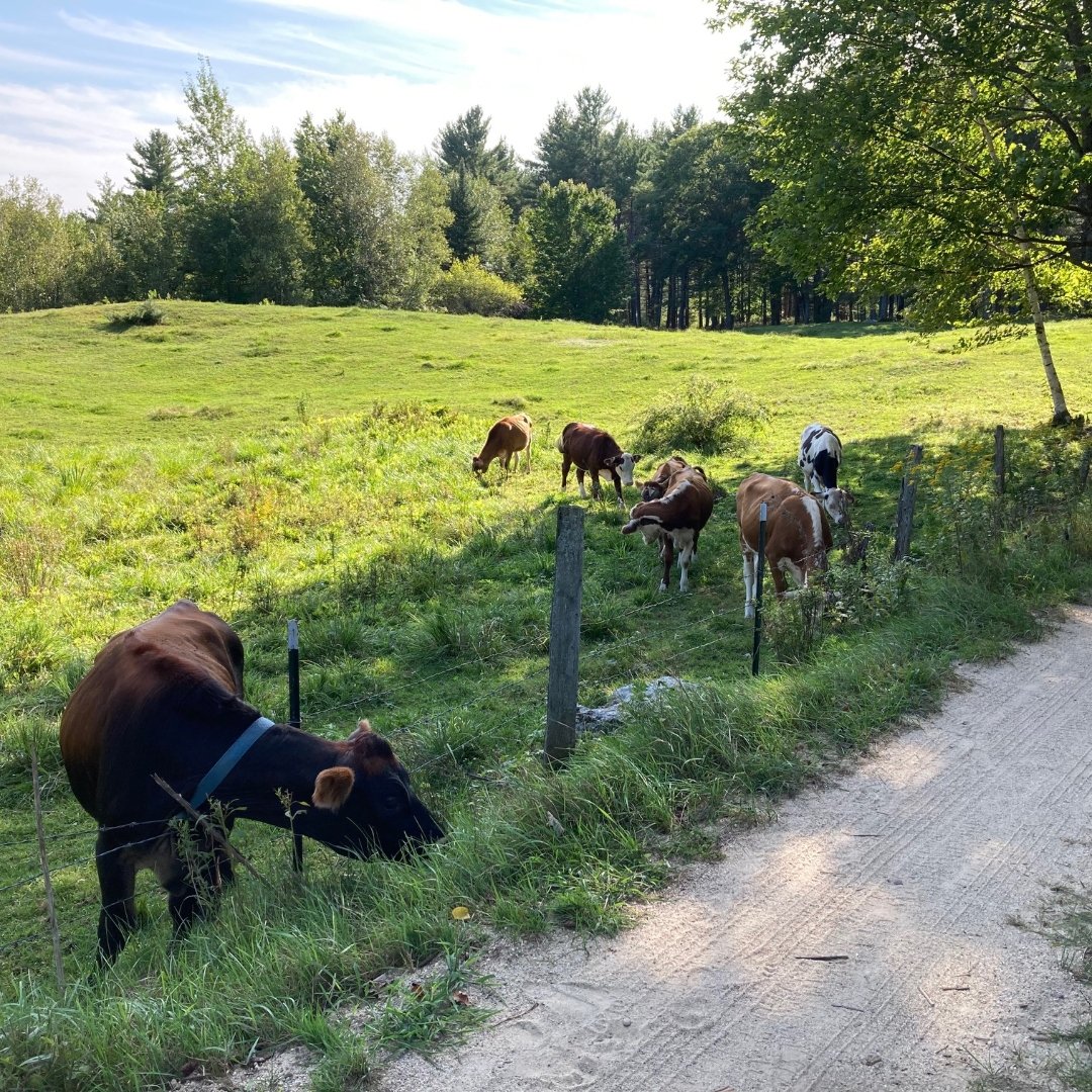 cows in a roadside field