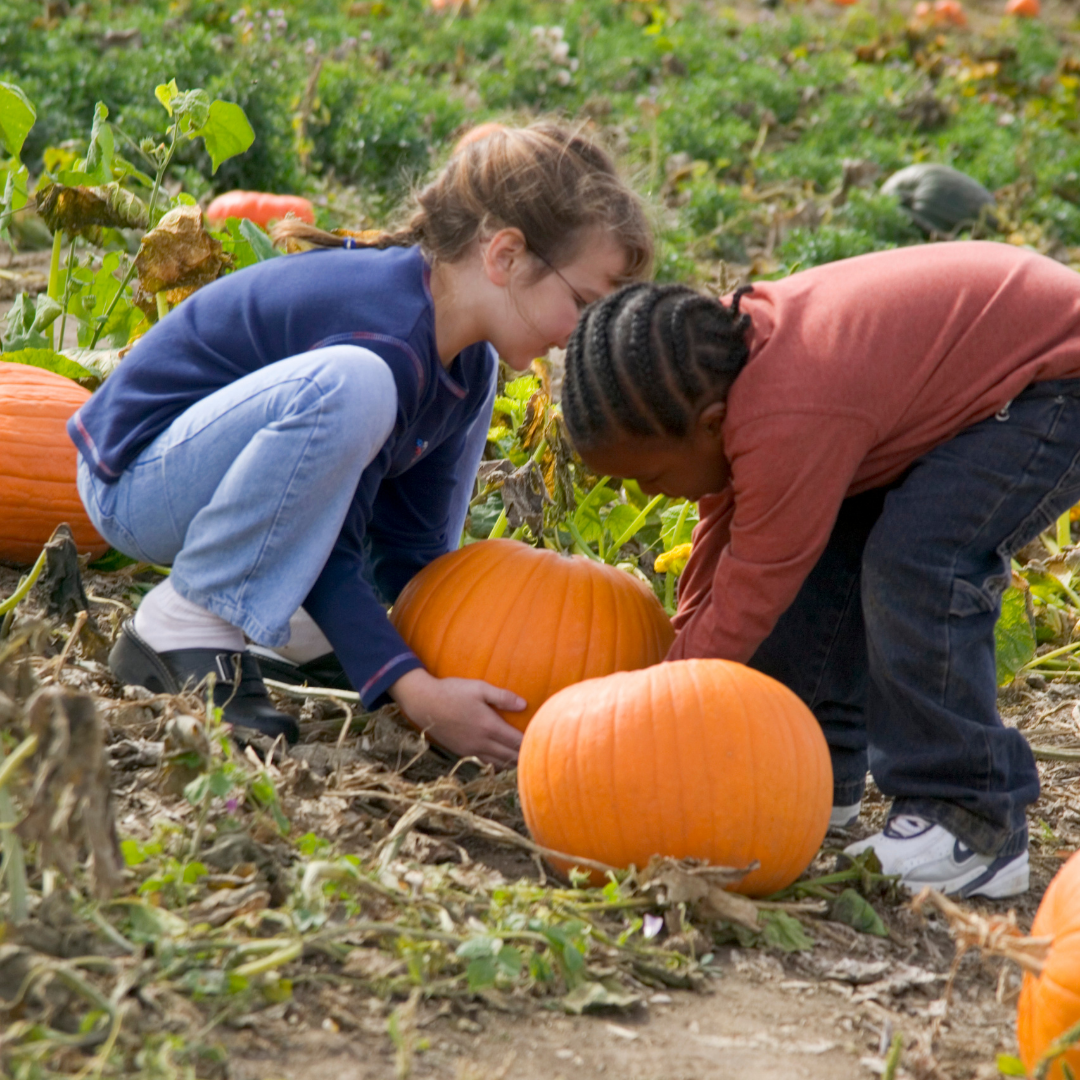 2 children working together to lift a big pumpkin in a pumpkin patch