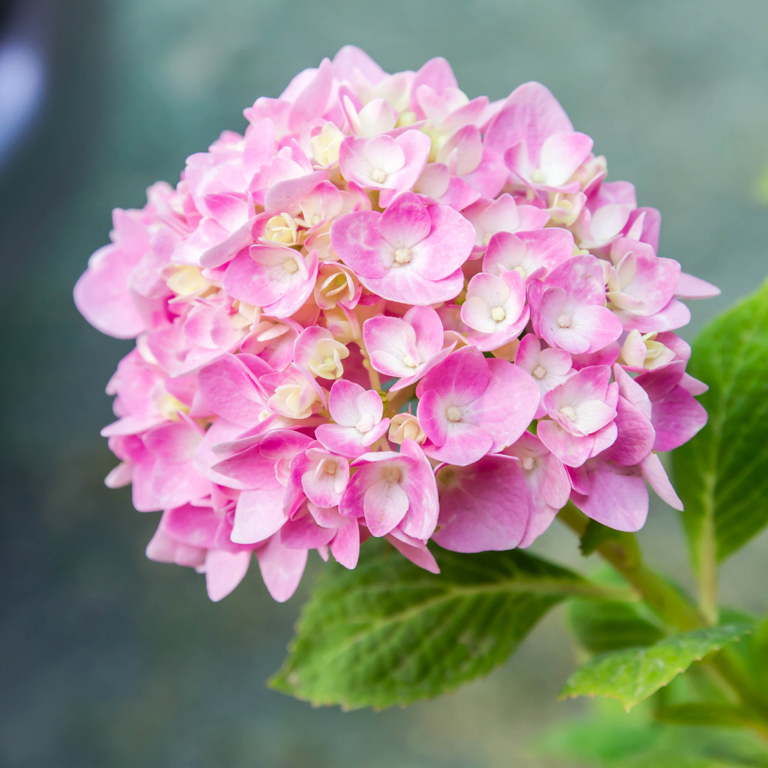 hydrangeas