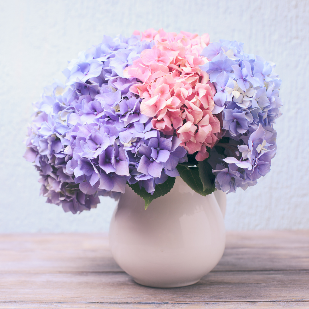 hydrangea bouquet in white pitcher