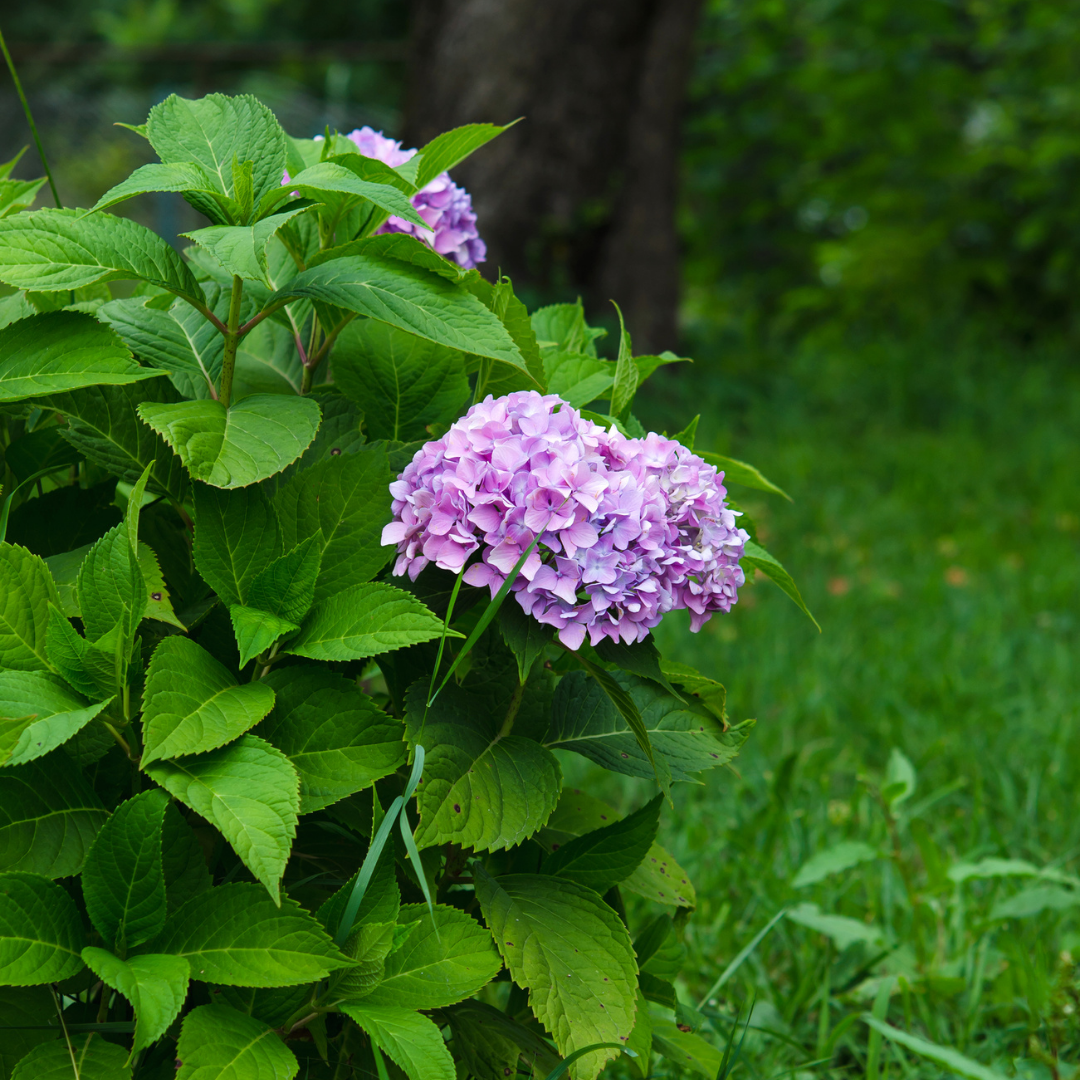 hydrangeas