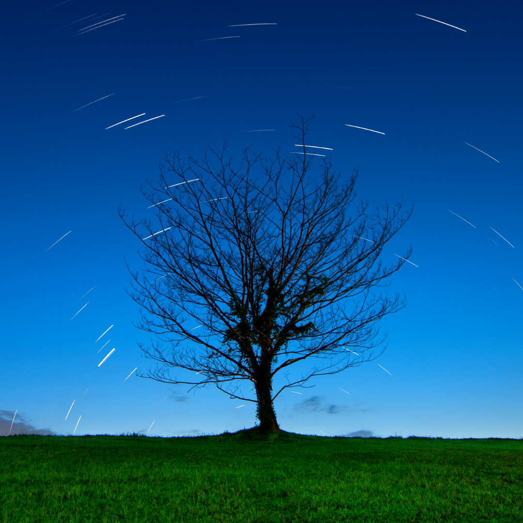 slow exposure of starry sky with tree in foreground