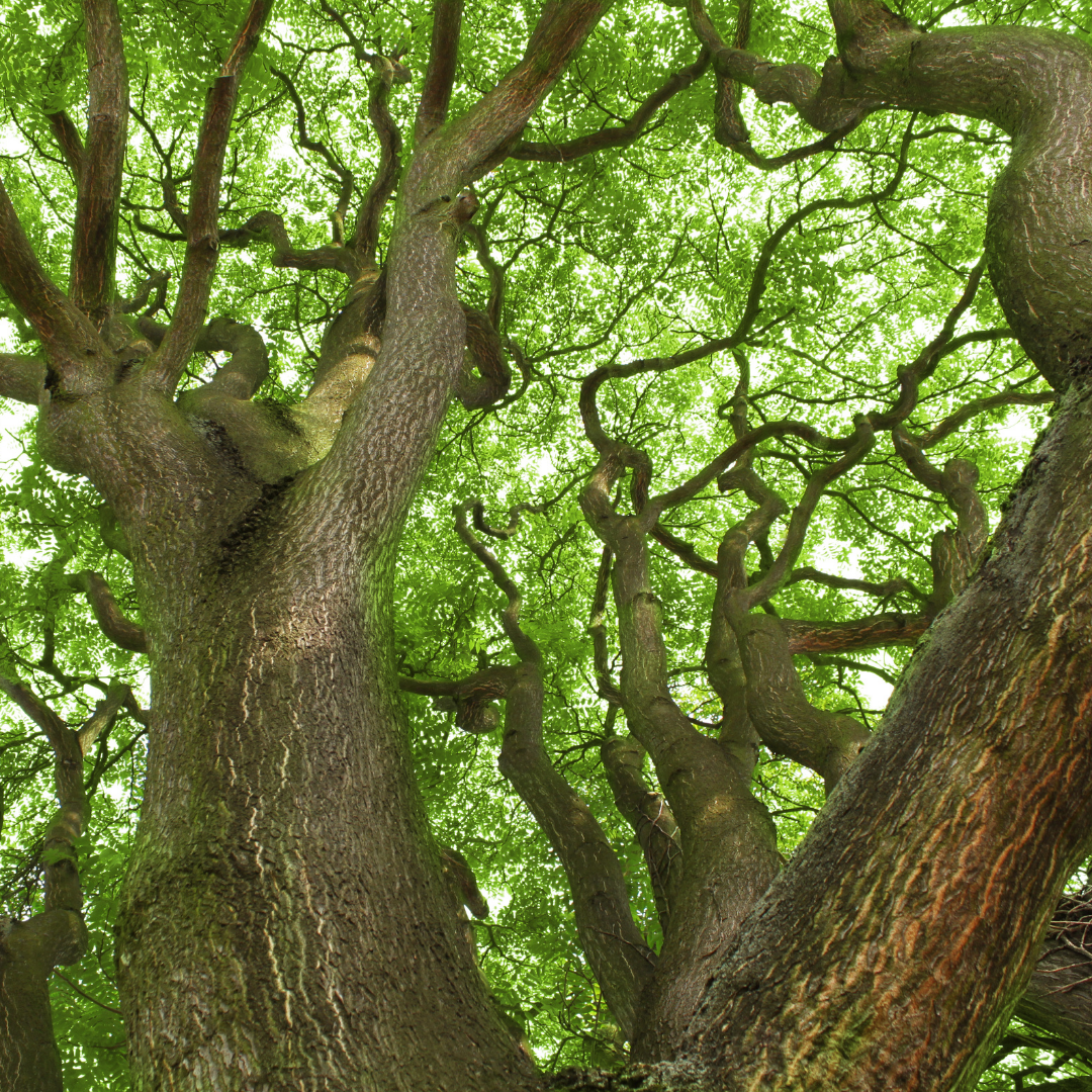 old tree