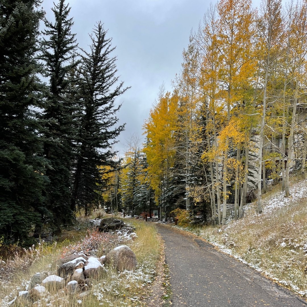 rocky path into a forest