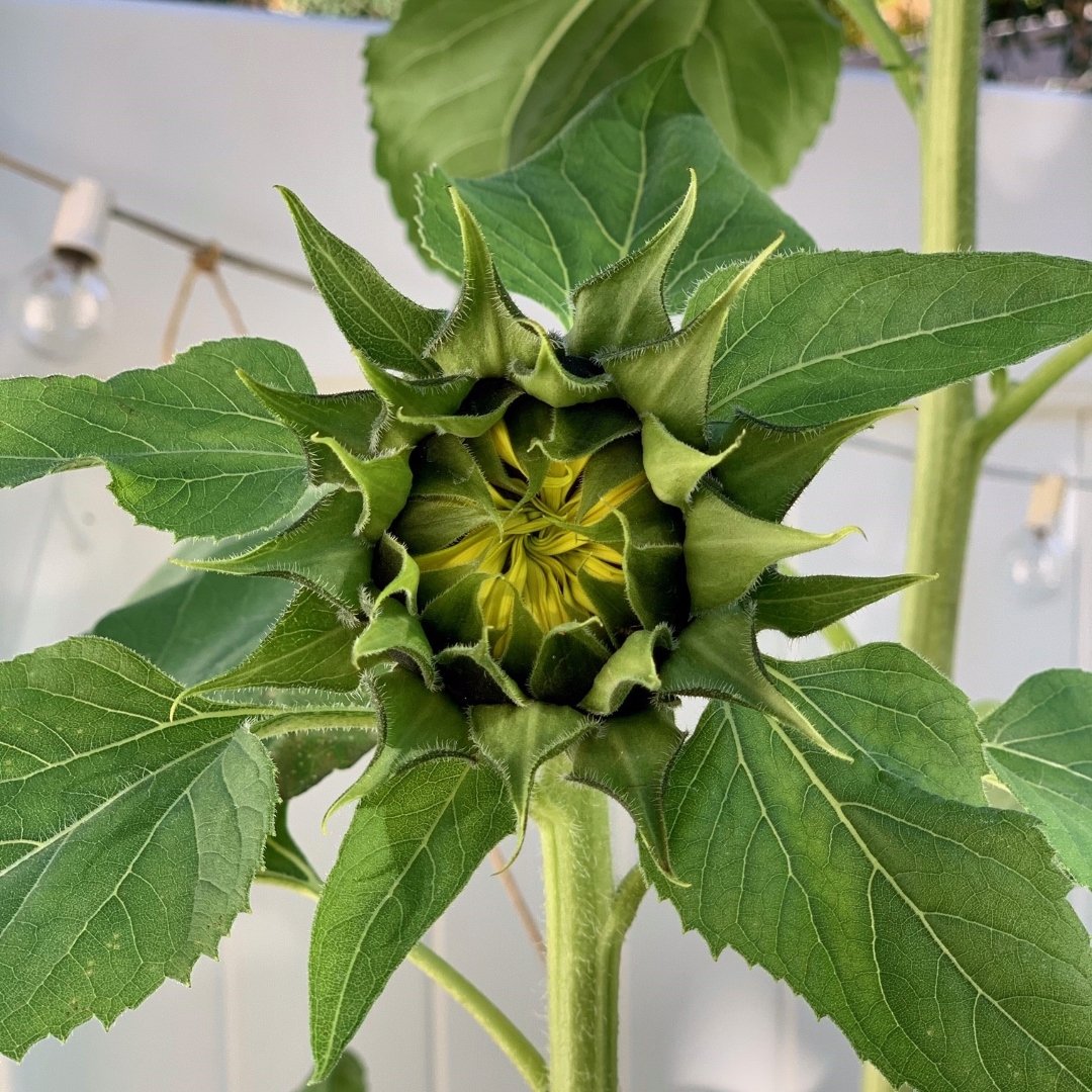 sunflower bud