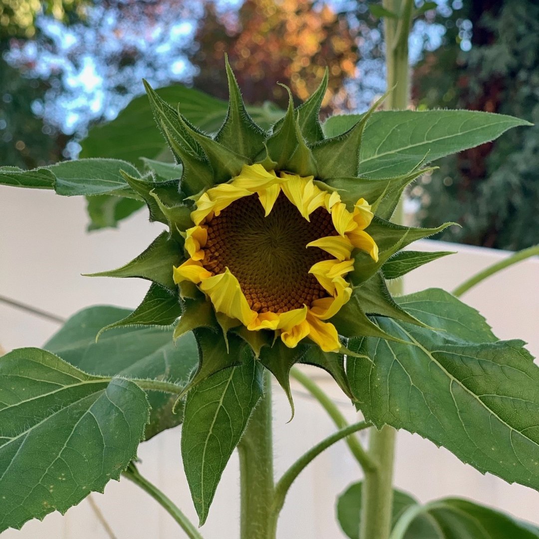 sunflower beginning to open