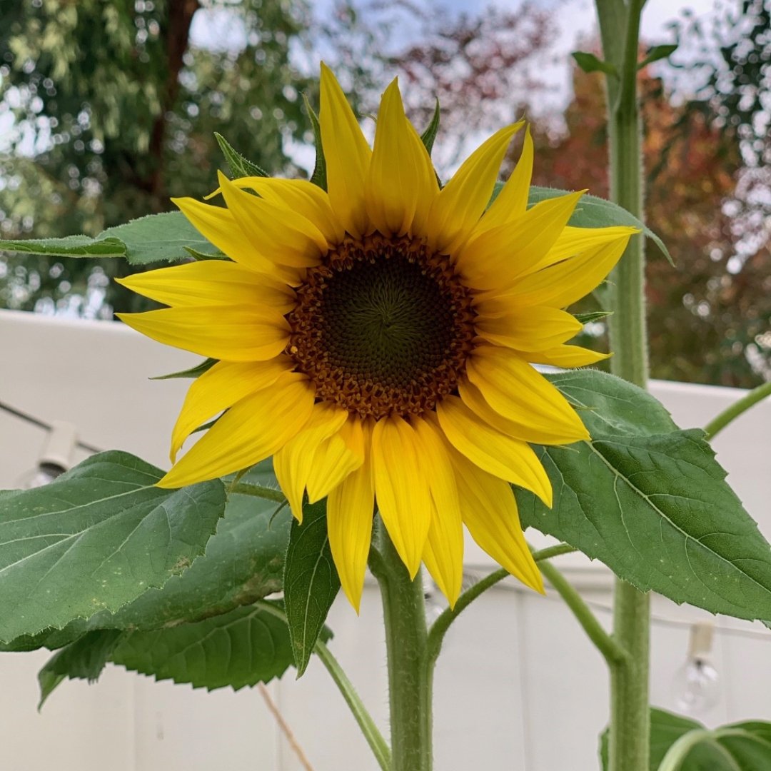 sunflower